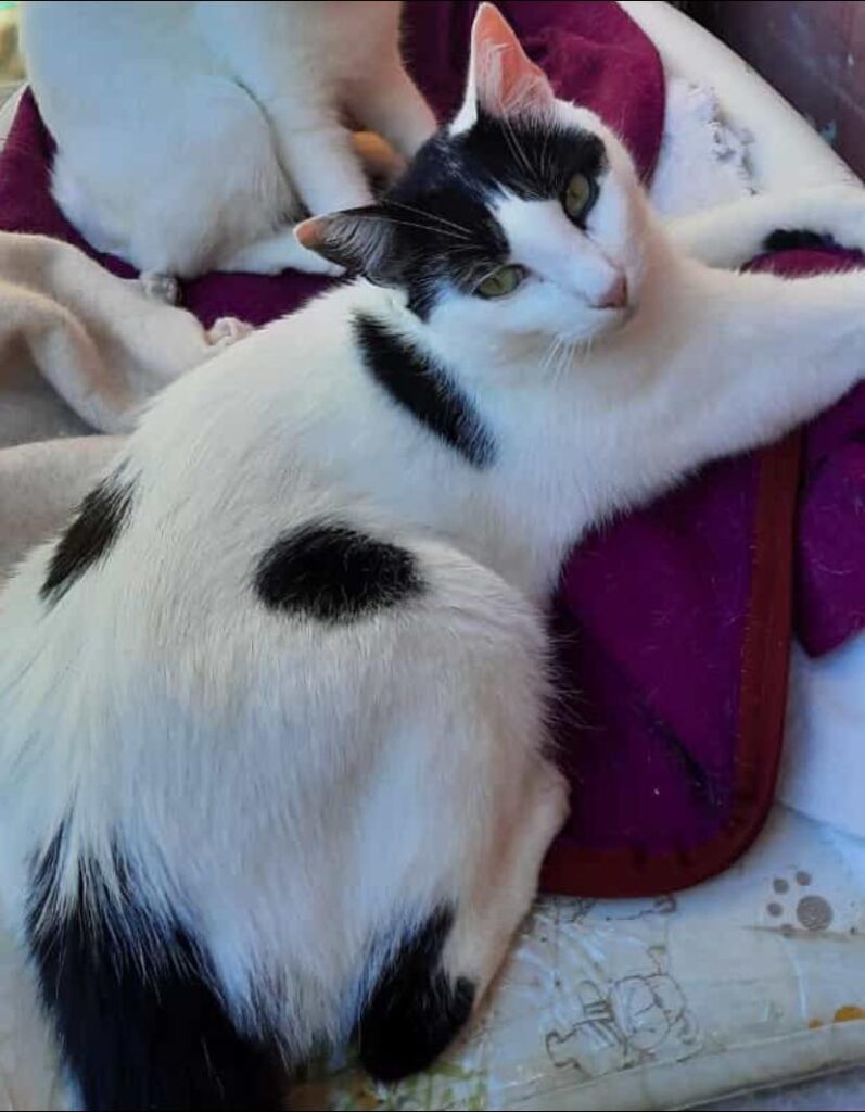 Giulio_gatto Caterina