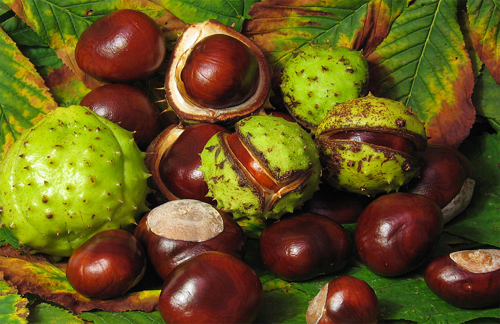 Sagra della castagne, Soriano in festa