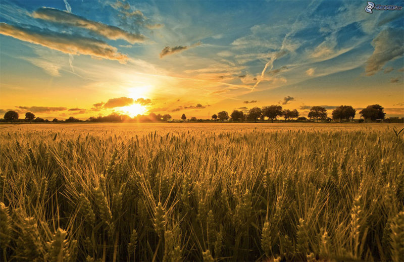 Porte aperte ai Molini: alla scoperta della macinazione del grano