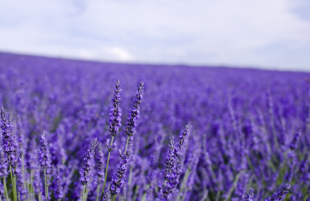 lavanda