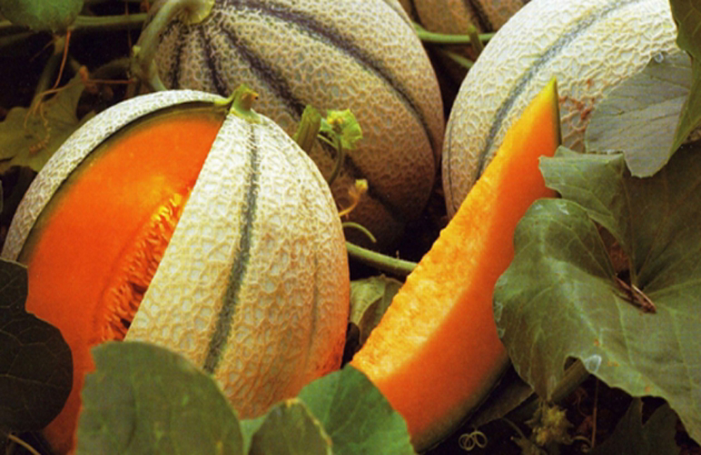 Sagra del Melone e fuochi d’artificio a Pescia Romana