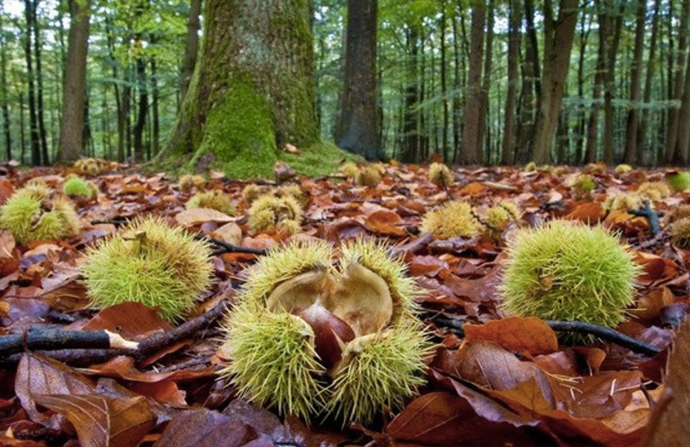 Risultati immagini per CASTAGNETI canepina