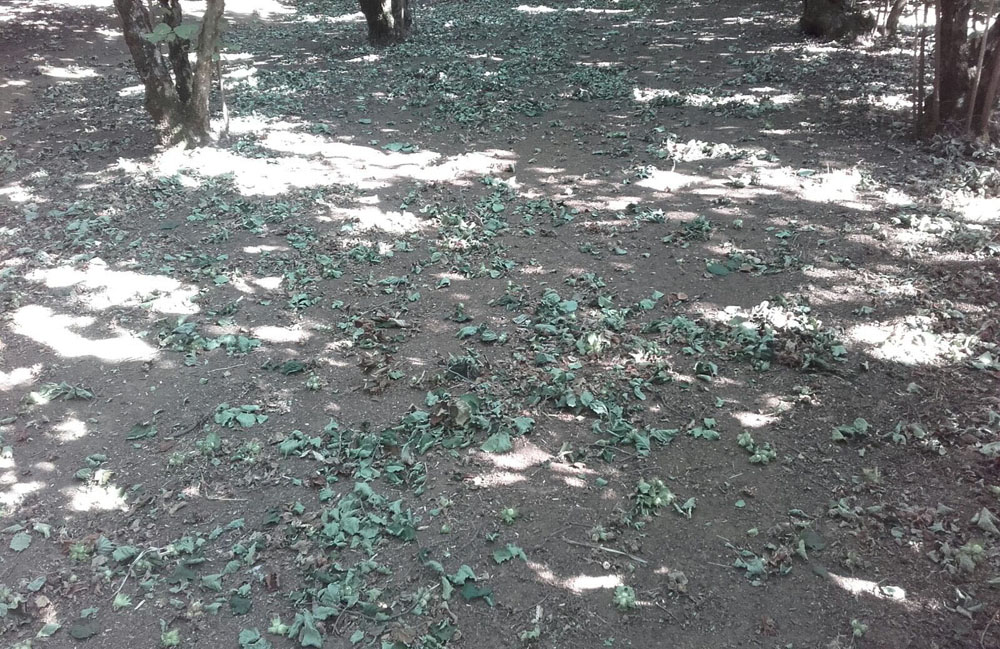 nocciola raccolto 2016