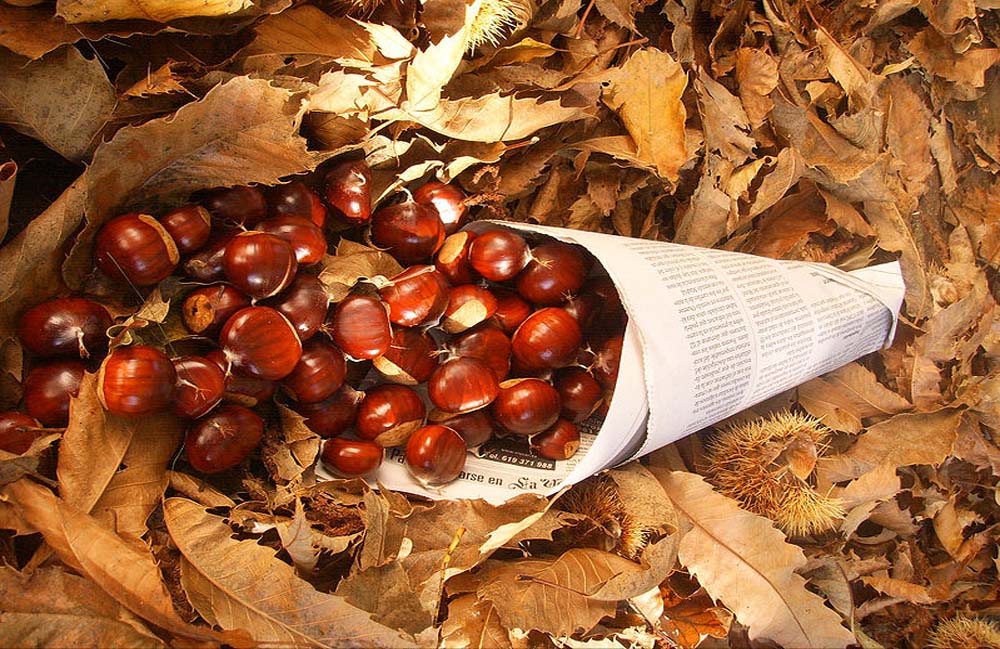 castagne week end