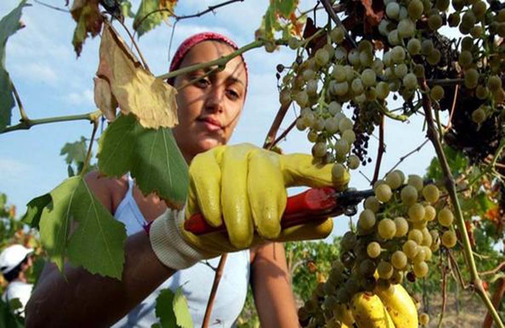 vendemmia