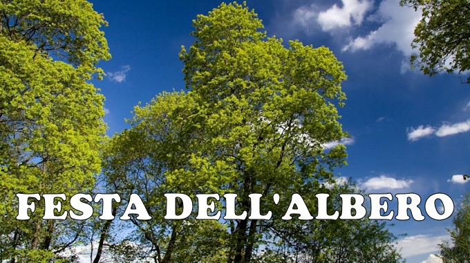albero