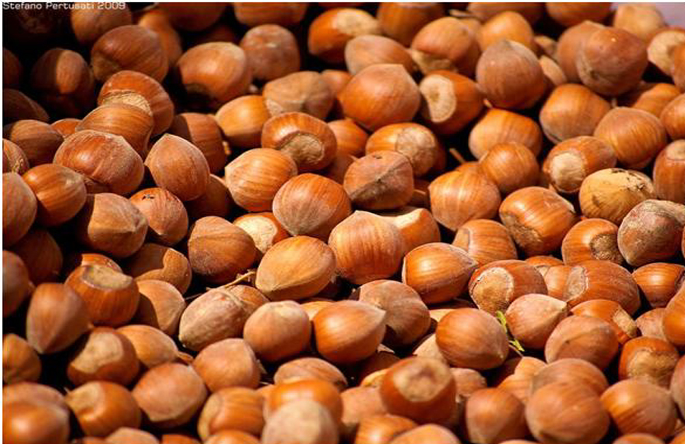 nocciole