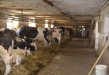 Giornata del latte, Coldiretti Lazio: le stalle del Lazio non festeggiano, una su dieci rischia di chiudere