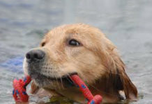 Gare di sport acquatici cinofili, aperte a cani di razza e meticci