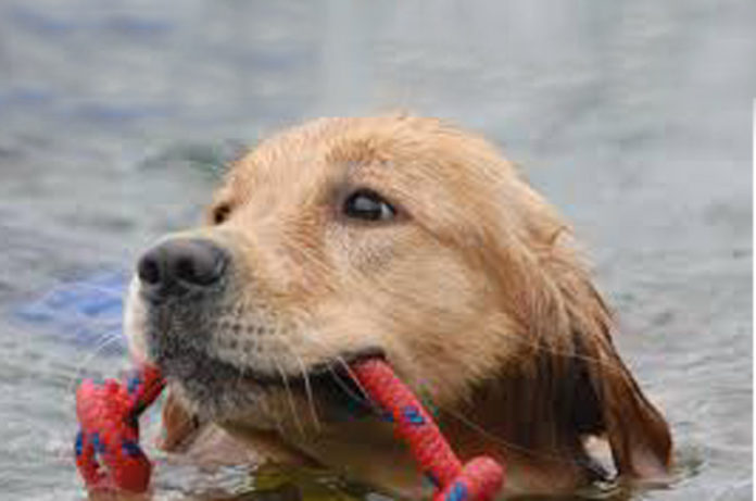 SPORT ACQUATICI CINOFILI