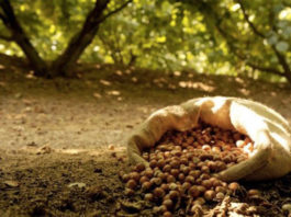 Nocciole, Coldiretti Lazio chiede incontro urgente con la Regione: “Perdite fino al 100%, subito riconoscimento della calamità” nocciole