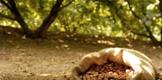 Rischio monocolture: convegni e mostre tra Orvieto e Viterbo nocciole