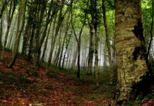 “Regali sotto gli alberi” Una passeggiata per il nostro benessere psicofisico a Monte Fogliano monte fogliano