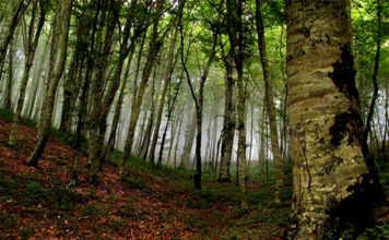 “Regali sotto gli alberi” Una passeggiata per il nostro benessere psicofisico a Monte Fogliano monte fogliano