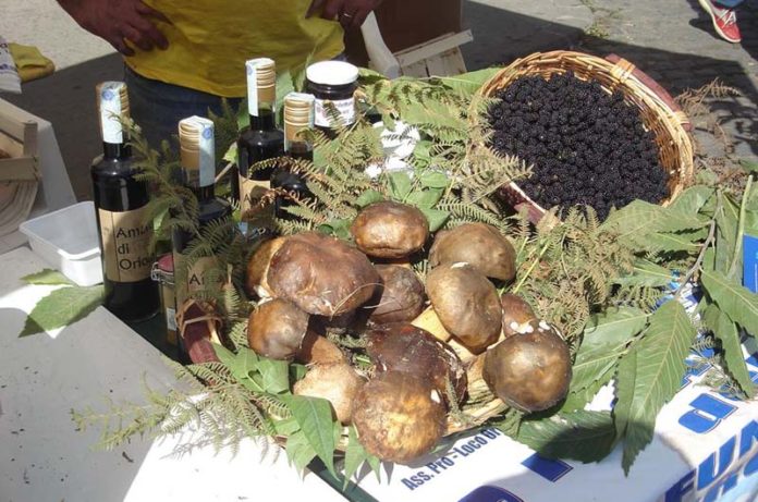 sagra del fungo porcino Oriolo