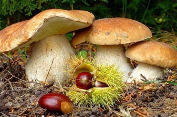 SAN MARTINO CASTAGNE E PORCINO