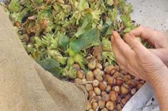 mutamento climatico nocciola_1