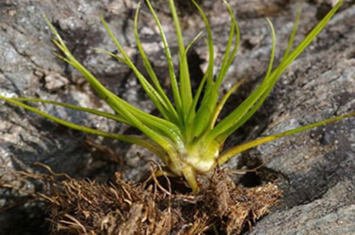 felce acquatica unitus