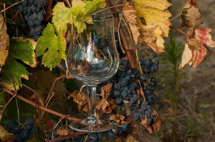 corso di avvicinamento al vino vino