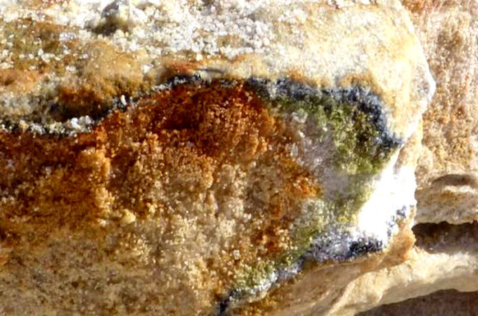 antartide marina metagenoma unitus