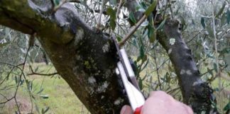 Corso di potatura con il campione Italo Ingegneri