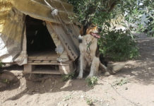 Sos per una Adozione a 4 zampe: senza nome, una catena legata al collo cerca amore