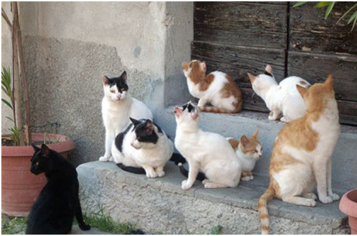 colonia_felina