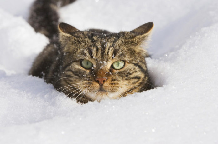 gatto al freddo sulla neve