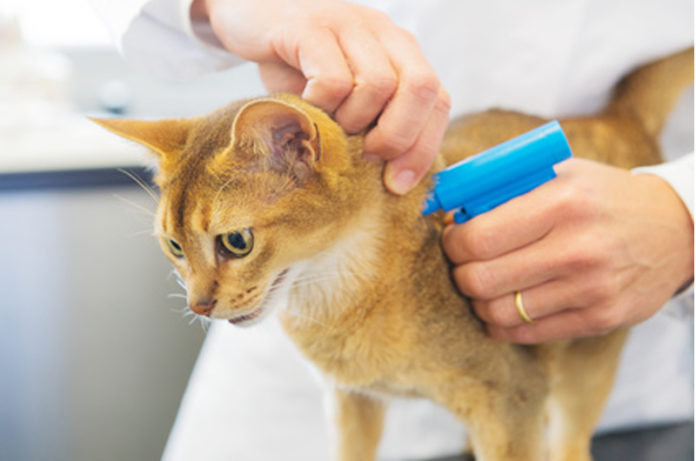 microchip-gatto
