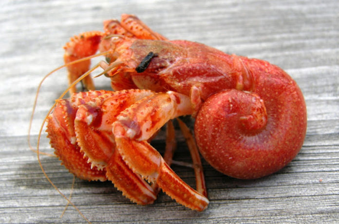 via dell'orticello il racconto