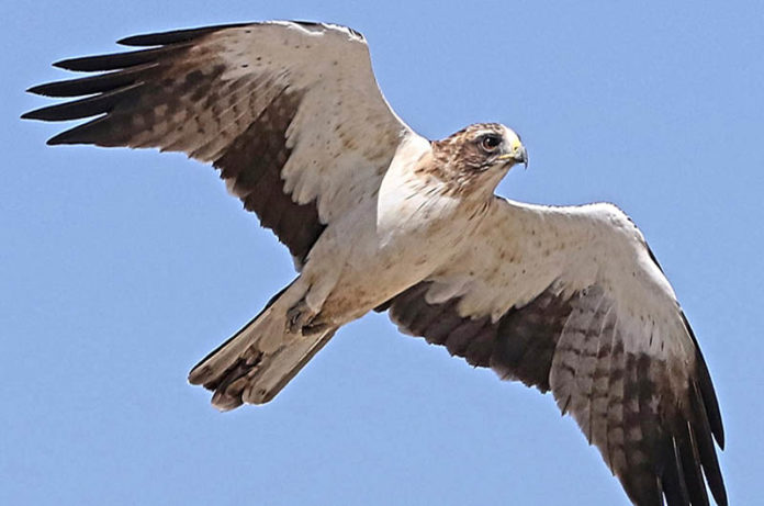 Aquila-Minore-Hieraaetus-pennatus-copertina