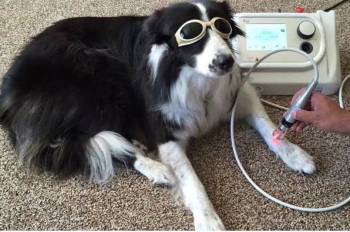 Rivoluzione tecnologica animali