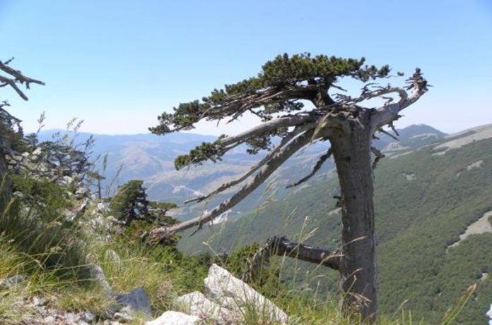 parco-nazionale-del-pollino.jpg pino loricato