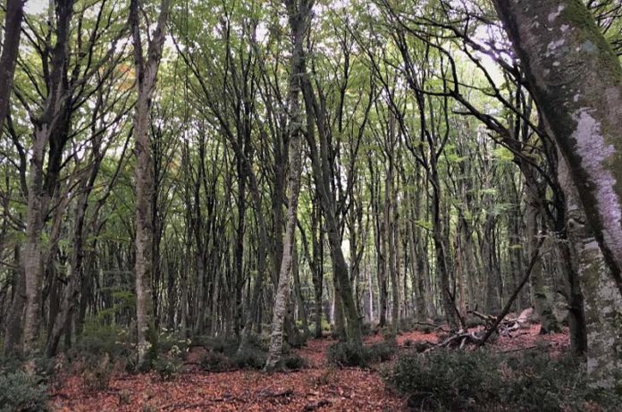 Faggeta di Oriolo Romano