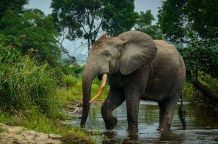 elefanti tropicali Unitus
