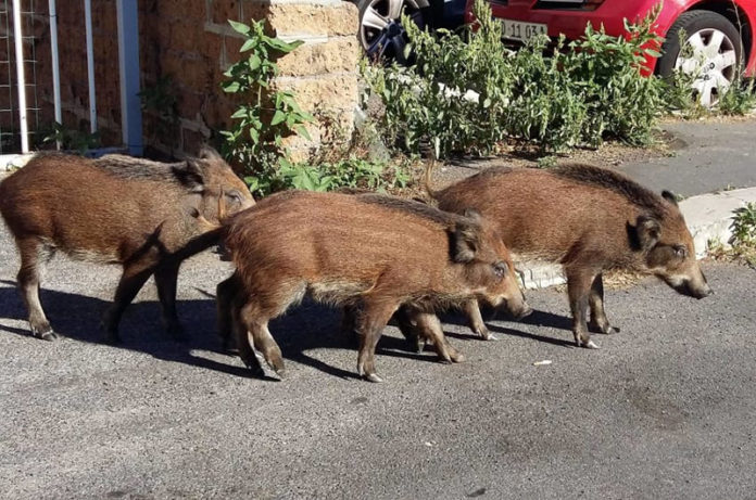 invasione di cinghiali cinghiali