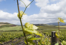 “La Rete di scuole Falcone”con gli studenti della Tuscia sui campi confiscati alla mafia corleonese