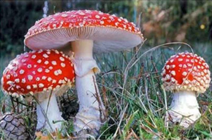 funghi