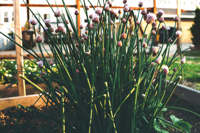 l'erba cipollina per nutrizionista