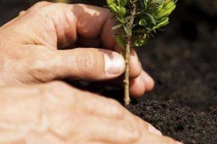 Giornata dell'Albero