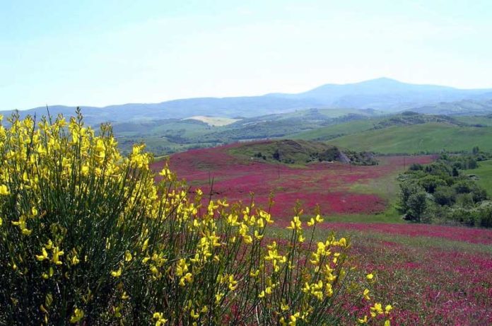 la via francigena tratto bolsena montefiascone