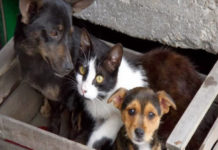 Buon 2020 a tutti. Ogni giorno dalla parte degli Animali