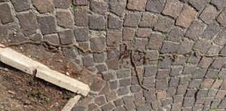 Emergenza processionarie: piazza del Sacrario già infestata processionarie