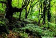 Al Bosco delle Fiabe con i suoi sentieri d’ombra per respirare un po’ di fresca magia bosco del sasseto