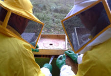 Alla Scuola di Apicoltura dell’Etruria riprendono le attività