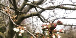 Rosaria: “Ispiriamoci alla natura. Regaliamoci il tempo della rinascita”