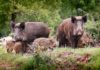 Gestione cinghiali: la scienza conferma che la caccia aggrava il problema cinghiali