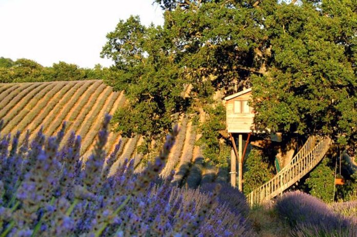 lavanda