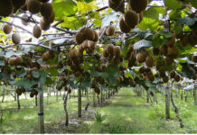 produzione kiwi