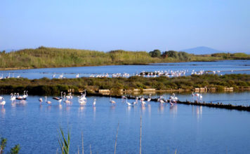 Firmato il protocollo d’intesa per le Saline di Tarquinia, il sindaco Sposetti: “Punto di svolta per la rinascita della riserva naturale” saline di tarquinia